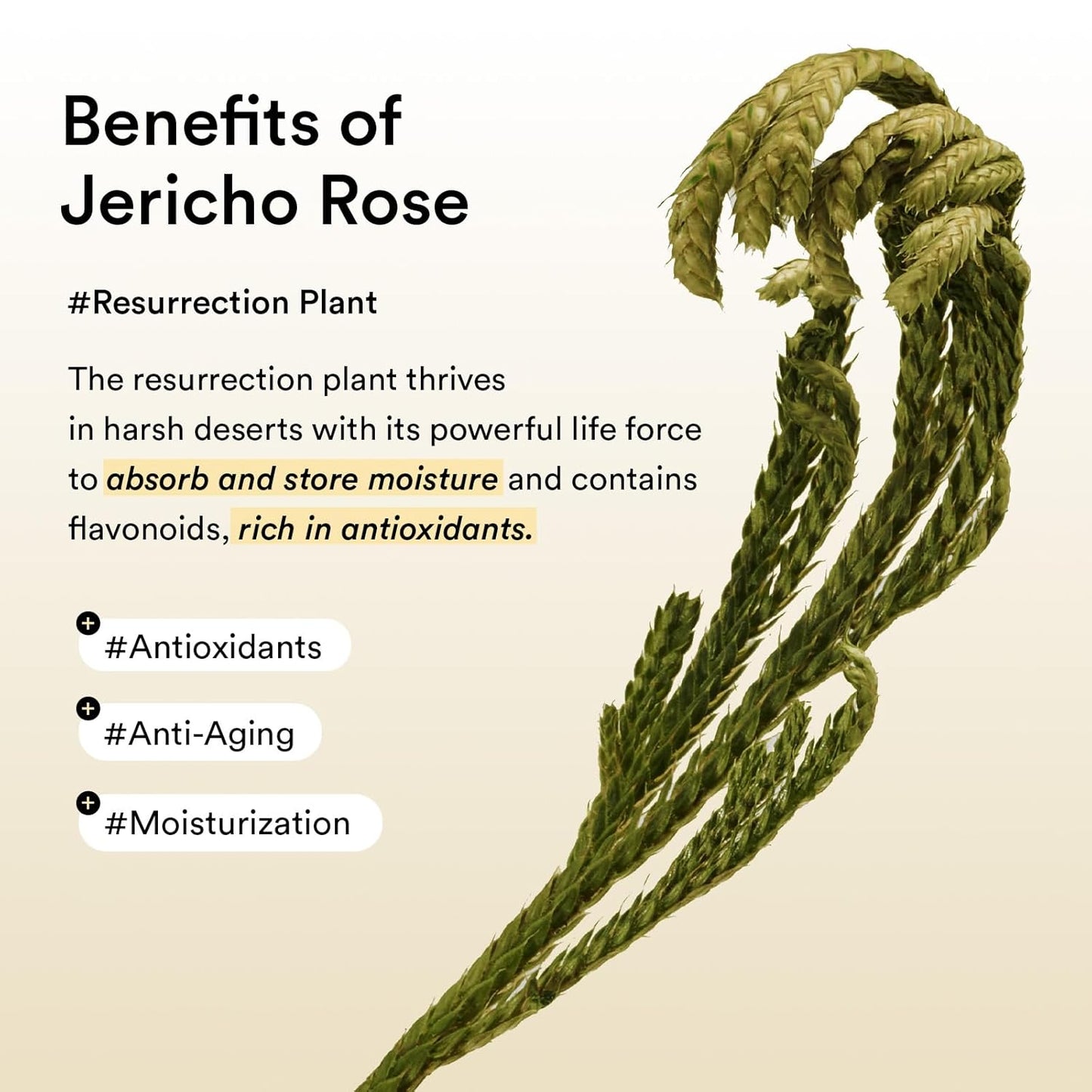 Abib Vegan Collagen Eye Patches – Jericho Rose Jelly